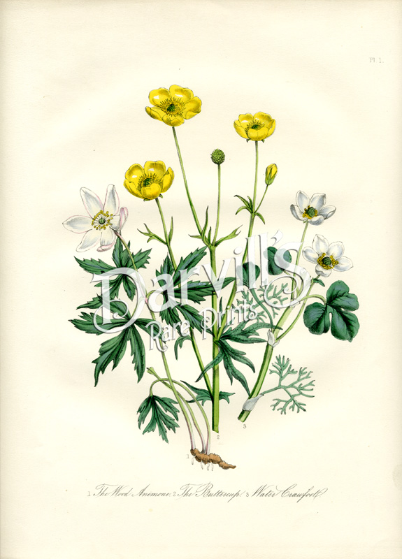 Jane Wells Loudon British Wild Flowers